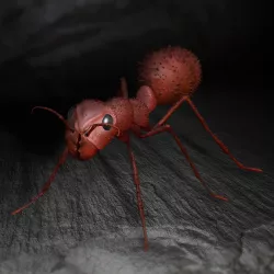 Ant ANT I