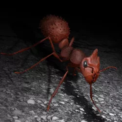 Ant ANT II