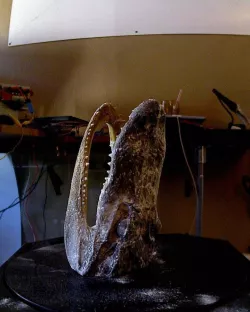 better aligator head