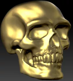 Cranium