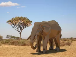 Elephant low poly