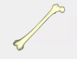 Femur