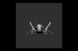 Grasshopper
