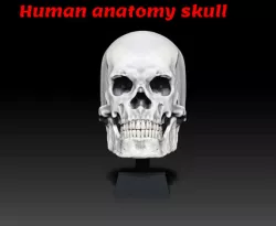 Human Head - Anatomy Skull- Reference Tool