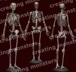 Human skeleton