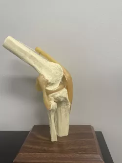 Knee