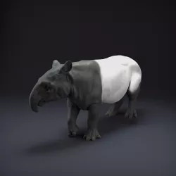 Malayan Tapir