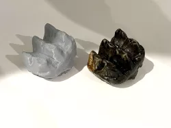 Mastodon Molar