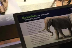Mastodon Skull with base