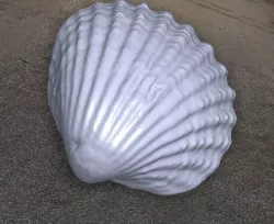 Sea shell