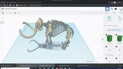 skeleton of a Wolley Mammoth
