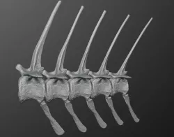 Spinosaurus Tail Section
