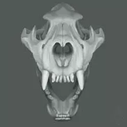 28mm scale Wolf skull
