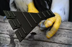 Bird slipper / prosthetic