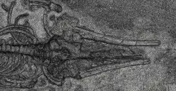 Fossil Whale Optimized for Desktop 3D Printing