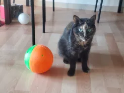Giant Cat Ball