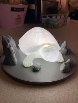 lampe tortue / turtle lamp