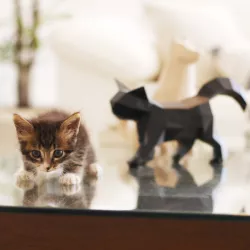 Little Cat Geometric