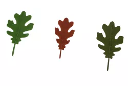 oak leaf