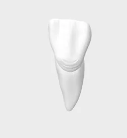 Right central incisor