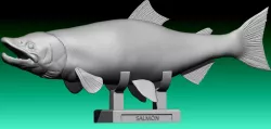 Salmon