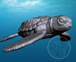 Sea Turtle