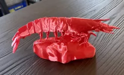 Shrimp