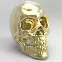 Skull Anatomy