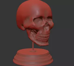 Skull Stand