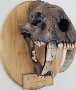 Smilodon Skull Fossil - with Augmented Reality app