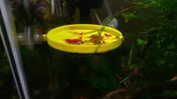 Suspended Shrimp Feeding Tray