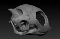 Turtle_Head_Skull