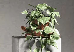 turtle planter