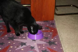 Cat Dish with Portion Control
