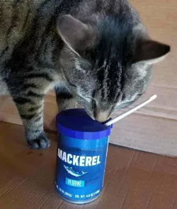 Cat Food Lid