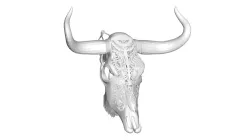 cow skull