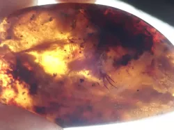 CT scan render DINOSAUR in 99 million year old amber from Myanmar