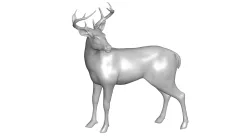 deer 3d model