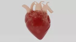 Human Heart model