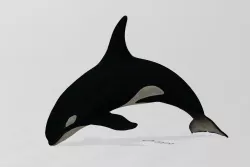 Orca