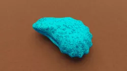 Oyster Shell