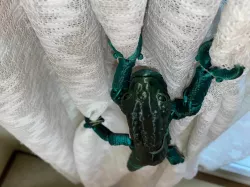 Parson's Chameleon