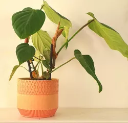 Patterned Planter