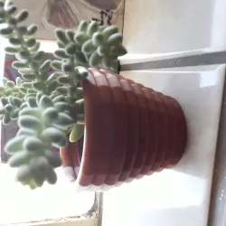 PLANTER