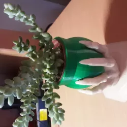 PLANTER