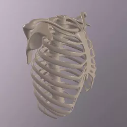 Ribcage