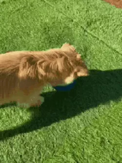 the kibble ball, its light, dog, cat,