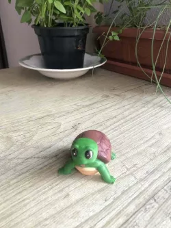 turtle