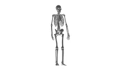 Skeleton