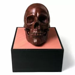 Anatomical Human Male Skull(updated 11/7/2020)